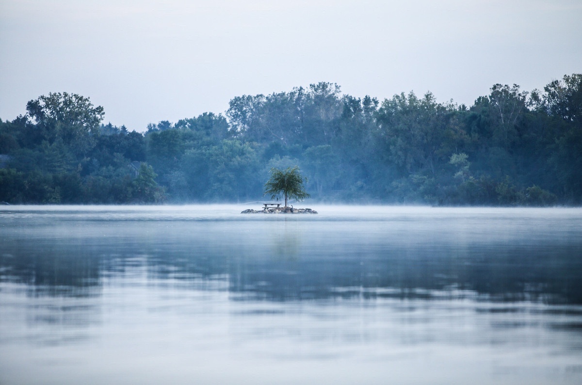 A tree on a lonely island